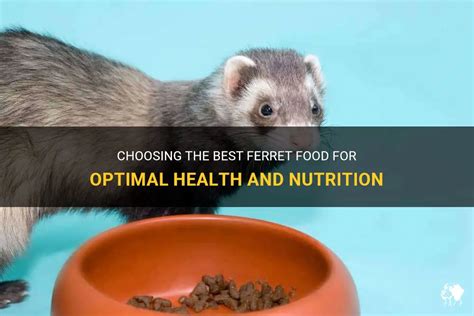 Choosing The Best Ferret Food For Optimal Health And Nutrition Petshun