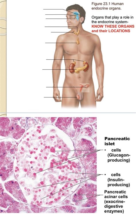 Endocrine Organs And Pancreatic Islets Diagram Quizlet