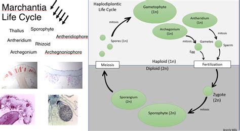 Haplodiplontic Life Cycle Marchantia Life Cycle | Chegg.com