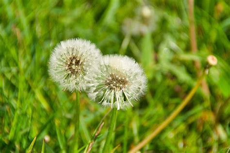 Pusteblume Samen Löwenzahn Kostenloses Foto auf Pixabay Pixabay