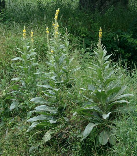 Maryland Biodiversity Project Common Mullein Verbascum Thapsus