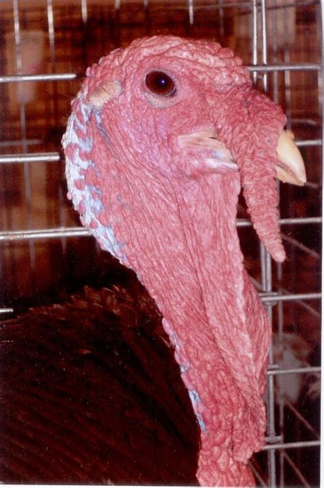 Bourbon Red Turkey Heritage Turkey Poults Cackle Hatchery