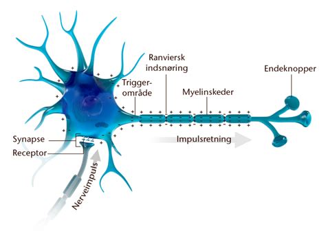 Nervecellen Og Nerveimpulsen Diagram Quizlet