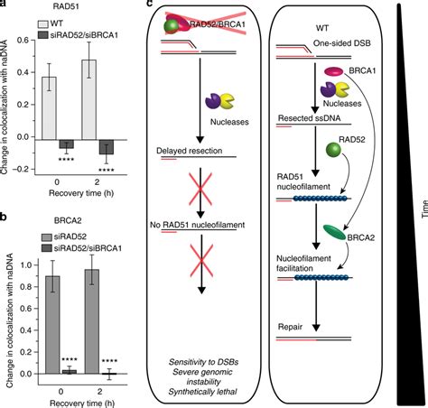 In The Absence Of Both Rad And Brca Ssdna Rad Interactions Are