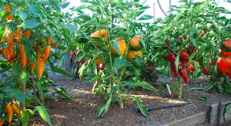 How To Grow Peppers A Beginners Ultimate Guide
