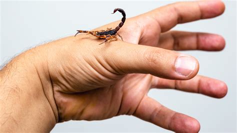 Scorpion Sting Treatment And Prevention Guide