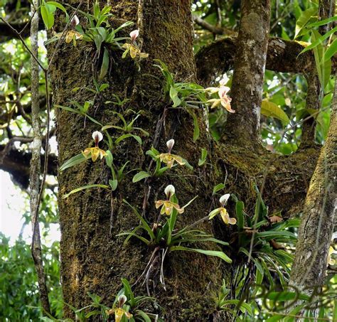 Paphipedilum Vilosum Colony Orqu Deas Orqu Deas Raras Orquideas