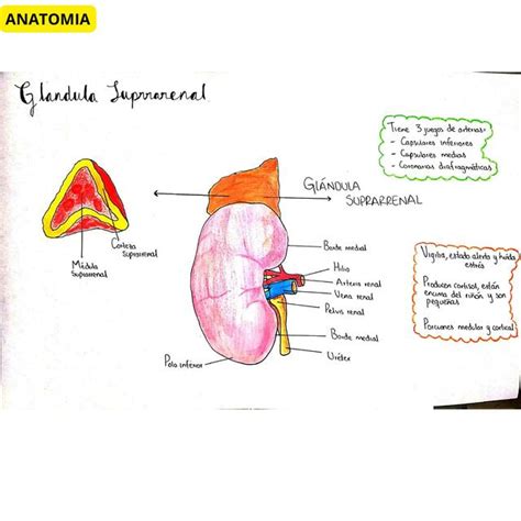 Gl Ndula Suprarrenal Maryuri Lisbeth Udocz