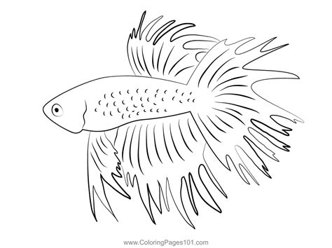 Grey Betta Fish Coloring Page For Kids Free Betta Fishes Printable