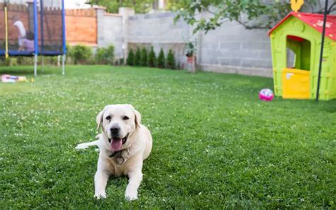 15 Ways to Keep A Dog Entertained in the Backyard – BackYardWay