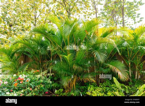 Areca Palm Trees. Tropical gardens with luxuriant dypsis lutescens or ...
