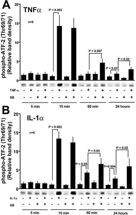 Effects Of Tnf Il And P Map Kinase Inhibitor Sb On Atf