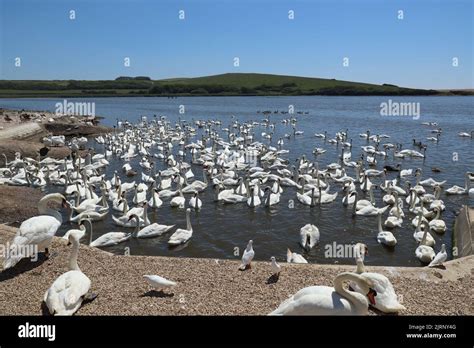 Mute swans wait for feeding time in the Fleet behind Chesil Bank at ...