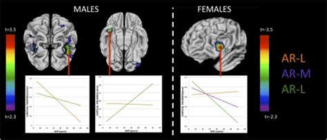 Longitudinally Mapping The Influence Of Sex And Androgen Signaling On