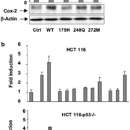 Upregulation Of Cyclooxygenase Cox Expression By P A