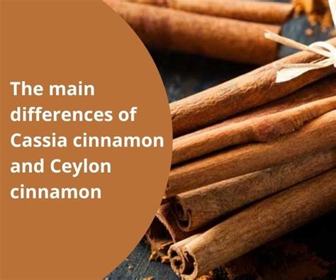 Vietnamese Cinnamon C Ch Tr Ng C Y