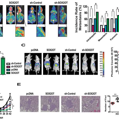 Effect Of Lncrna Sox Ot On In Vivo Tumor Metastasis Of Hcc Cells A The