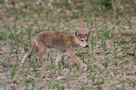 Coyote Pups | Birding Pictures