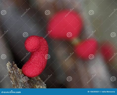 Pink Sclerotium Of A Slime Mold Physarum Roseum Stock Image Image Of