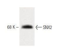 Snx Scbt Santa Cruz Biotechnology