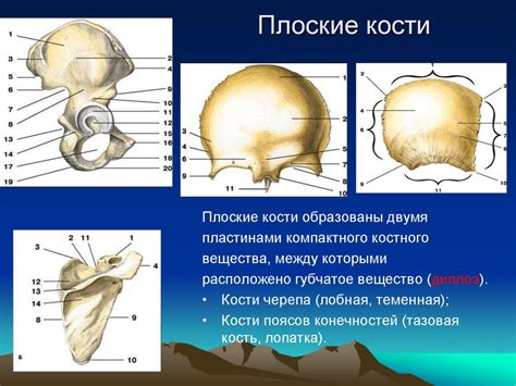 Опорно-двигательная система. Скелет человека - online presentation