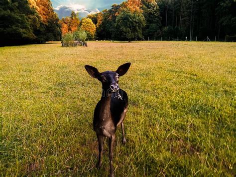 Deer Grazing On Grass Field On The Wild Against Sunset Stock Photo