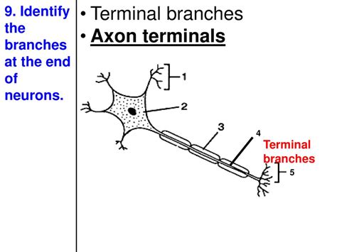 Topic Nervous System Aim Use Textual Evidence To Describe The