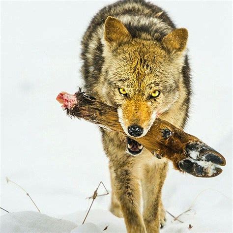 Psbattle Wolf Chewing On An Elk Leg Photoshopbattles