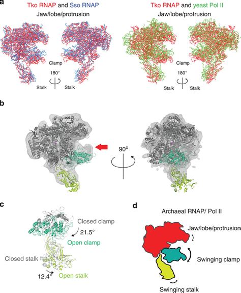 Opening And Closing Of The Dna Binding Clamp Of Rnap A The Structure