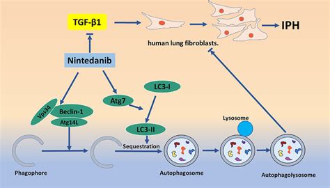 Antifibrotic Effects Of Nintedanib Through The Autophagy Pathway