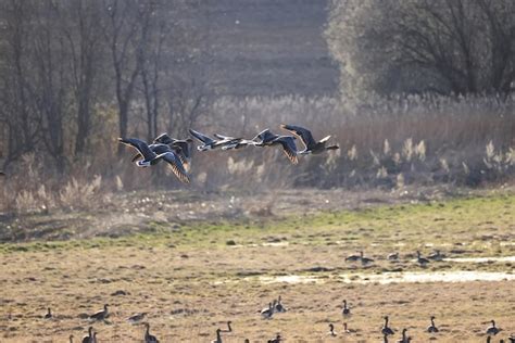 Premium Photo | Mallard duck in the wild, migratory bird, seasonal ...