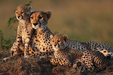 Cheetahs Critically Endangered And Genetically Impoverished Techzle