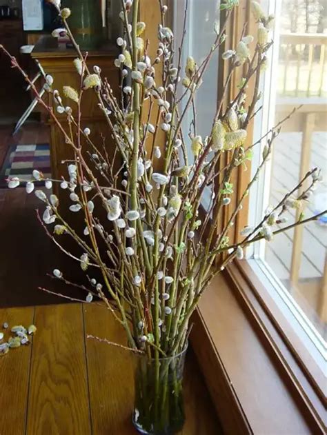 Everything About Growing Pussy Willow Balcony Garden Web