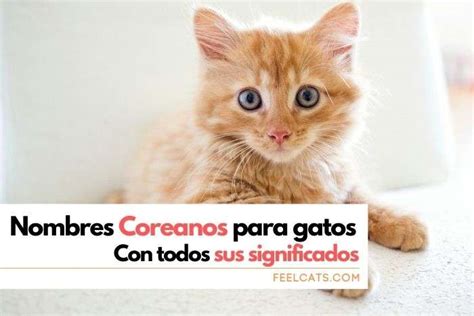 Nombres Coreanos Para Gatos Y Su Significado Feelcats