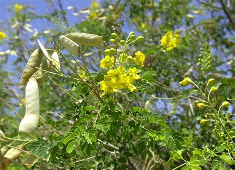 Plant Of The Month Mexican Bird Of Paradise