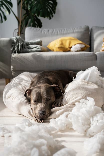 Lindo Perro Acostado Sobre Una Almohada En Casa Foto Gratis