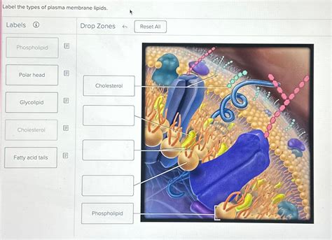 Solved Label The Types Of Plasma Membrane