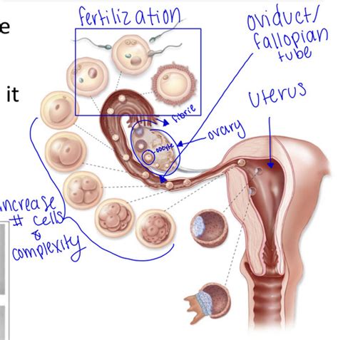 Human Anatomy Chapter Embryology Flashcards Quizlet