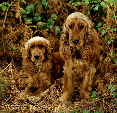 Dogs Golden Cocker Spaniels 10 Months Old Photo Wp17239