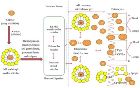 Schematic Diagram Of Intestinal Drug Transport From Lip Open I