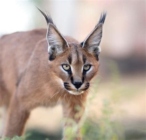 Albums 100 Pictures Wild Cat With Long Hair On Ears Updated