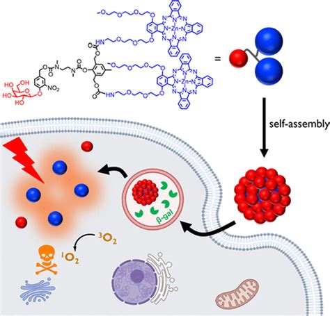 Detection And Elimination Of Senescent Cells With A Self Assembled