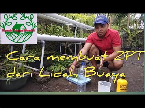 Cara Sederhana Membuat ZPT Dari Lidah Buaya YouTube