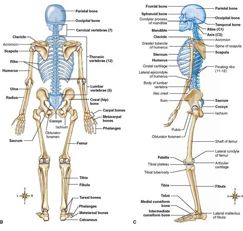 Human Skeleton Labelled Diagram