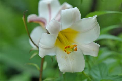 Botanischer Garten Innsbruck Wei E Lilie Bilder Tibs At