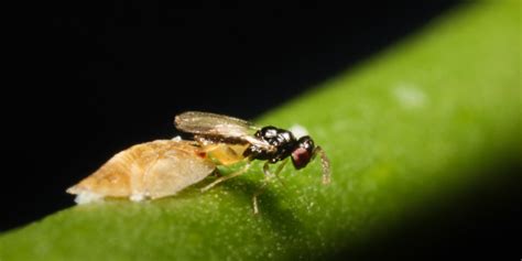 Citrus Trees Are Endangered By Greening Disease This Wasp Is A Savior