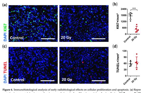 Immunohistological Analysis Of Early Radiobiological Effects On Download Scientific Diagram