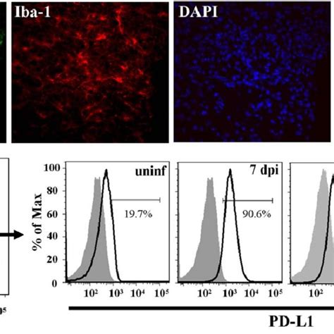 Microglia Chronically Express Mhc Class Ii And Pd L Following