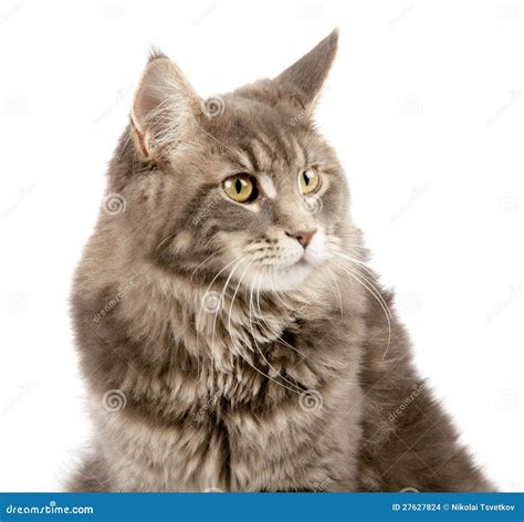 Maine Coon Cat S Portrait Stock Photo Image Of Cute