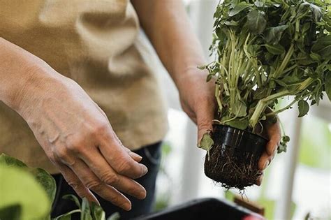 4 Consejos Esenciales Para El Cuidado De Las Tomateras Logra Una